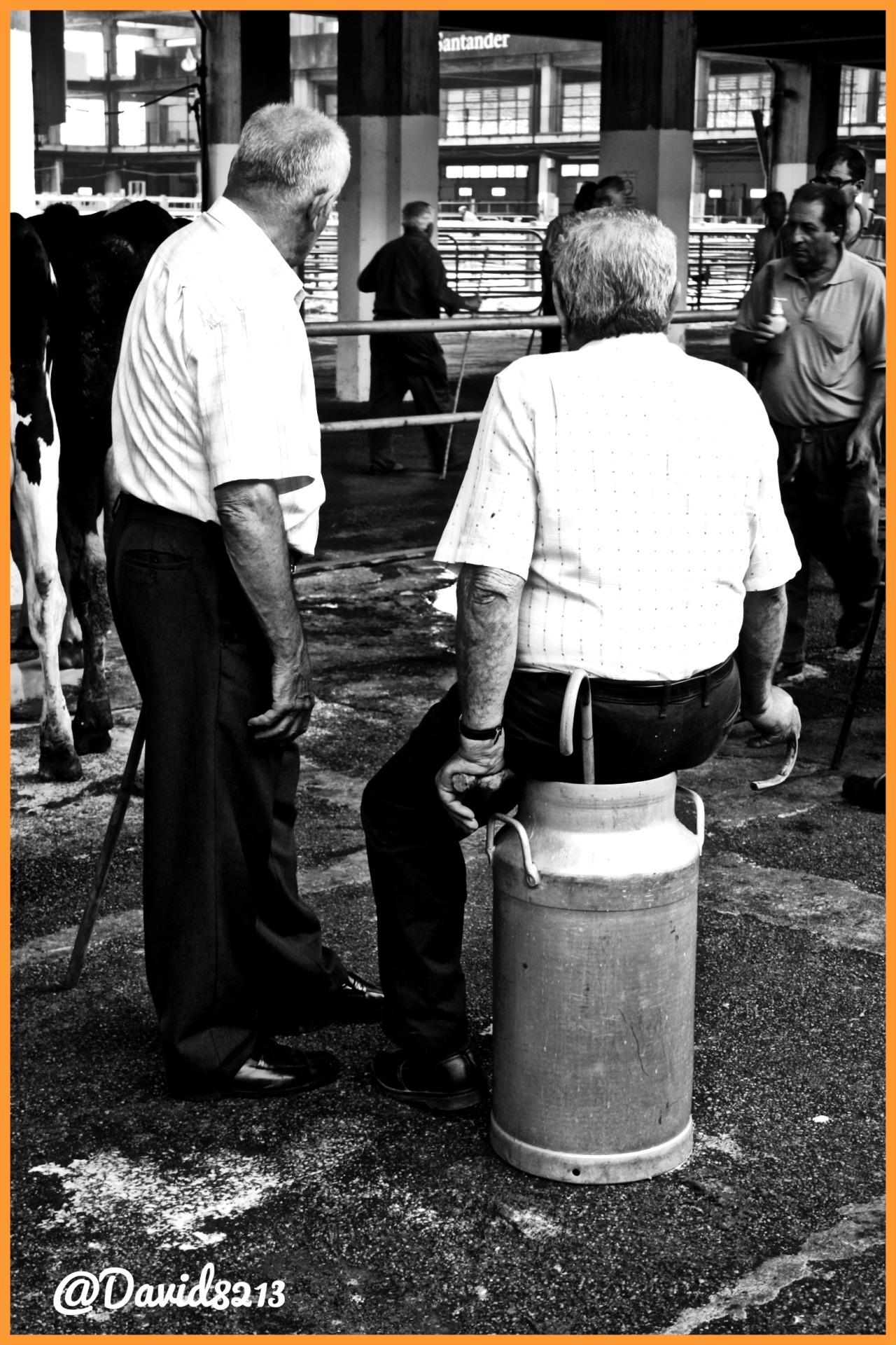 Mercado Nacional de Ganados de Torrelevega 16 de octubre: considerable descenso de reses ofertadas y debacle de ganado de leche